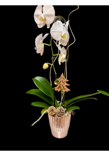 Orchidée-phalaenopsis (to be translated)